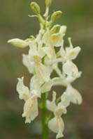 Orchis provincialis Pierrefeu 080410 (42)