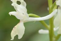 Orchis provincialis Pierrefeu 080410 (43)