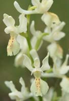 Orchis provincialis Pierrefeu 080410 (44)