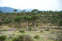 Rouquan 080410 (2)