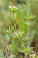 Sherardia arvensis Pierrefeu 080410 (56)
