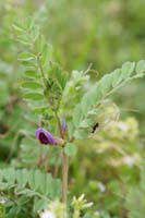 Vicia sativa Pierrefeu 080410 (61)