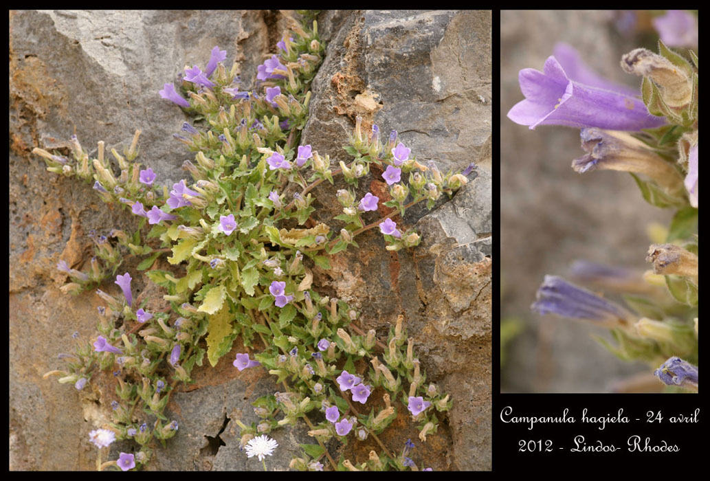 Campanula-hagiela