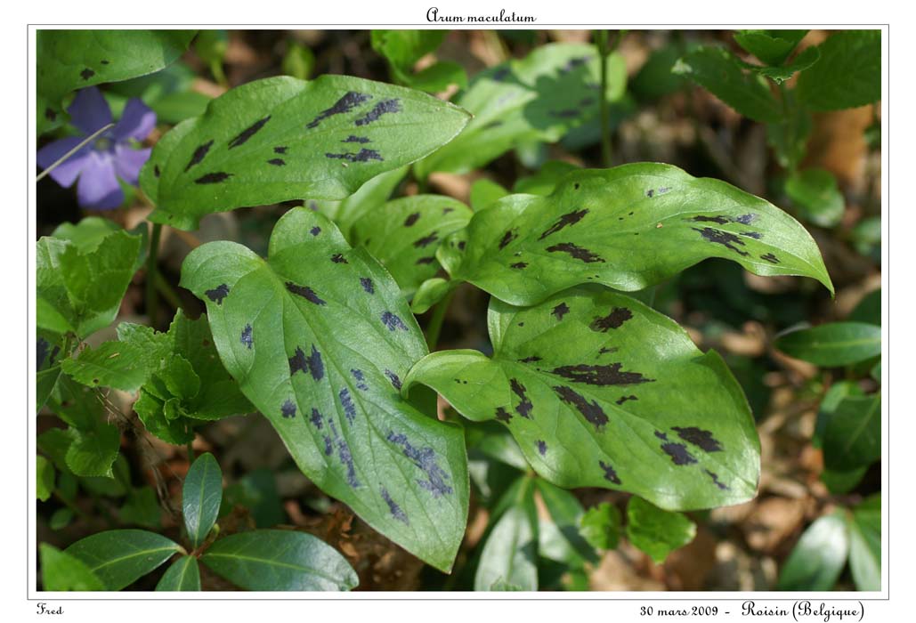 Arum maculatum