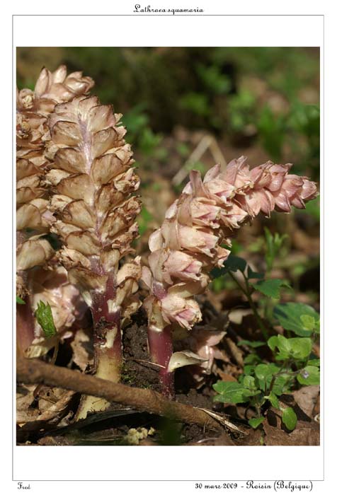 Lathraea squamaria7