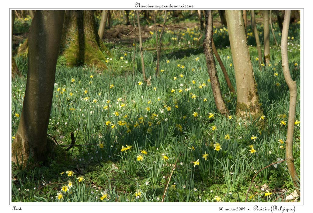 Narcissus pseudonarcissus12
