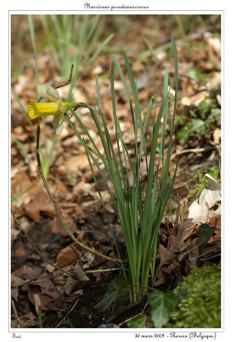 Narcissus pseudonarcissus4