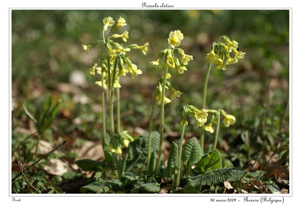 Primula elatior5