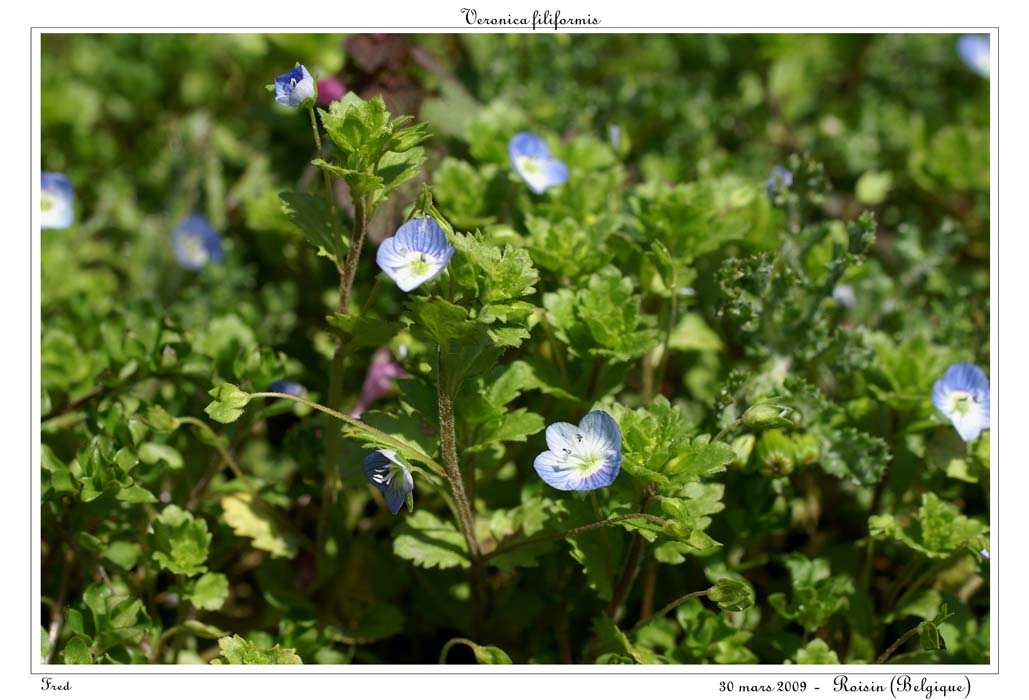 Veronica filiformis3
