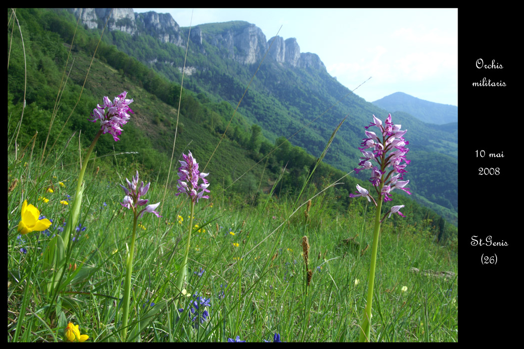 Orchis militaris