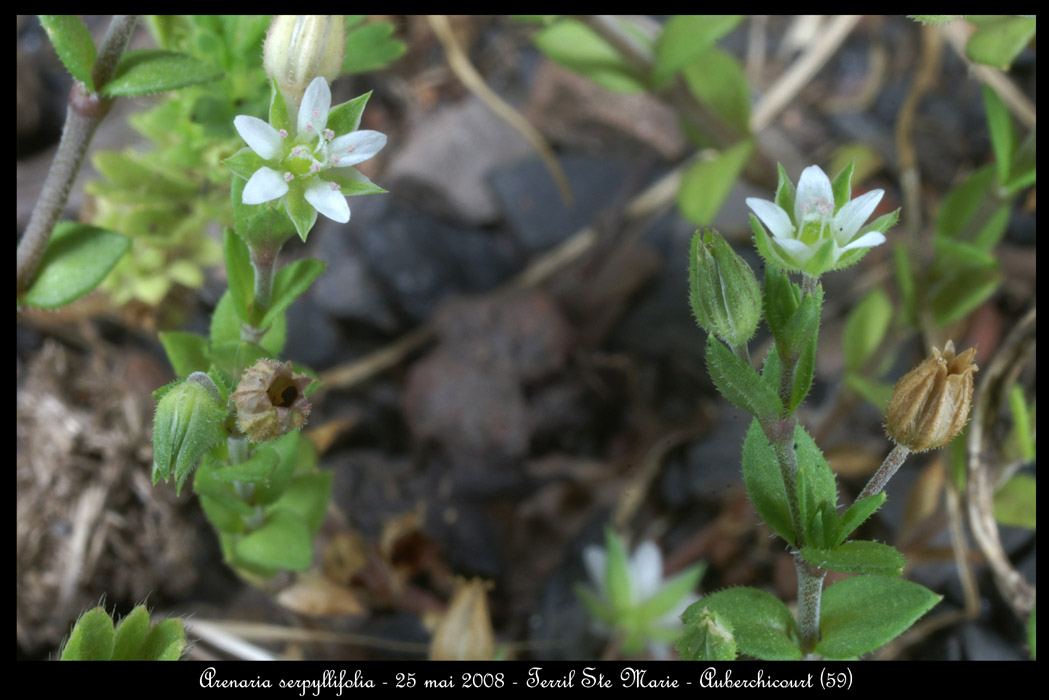 Arenaria serpyllifolia