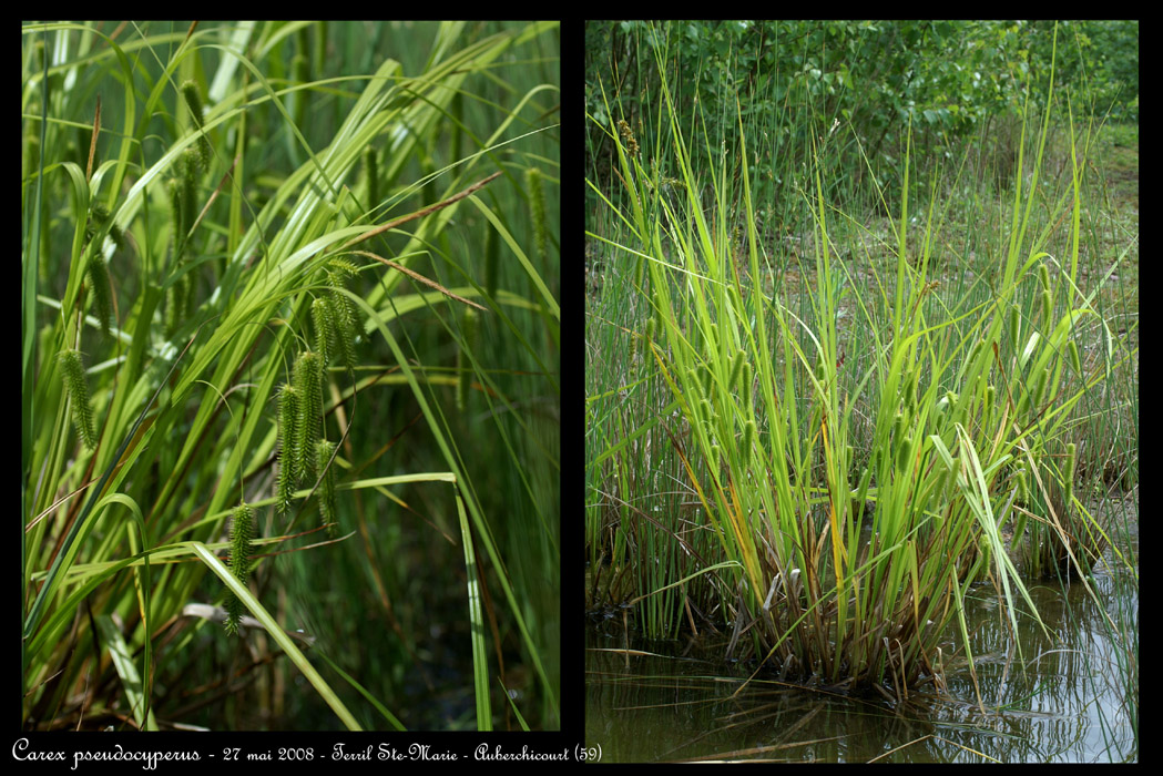 Carex pseudocyperus