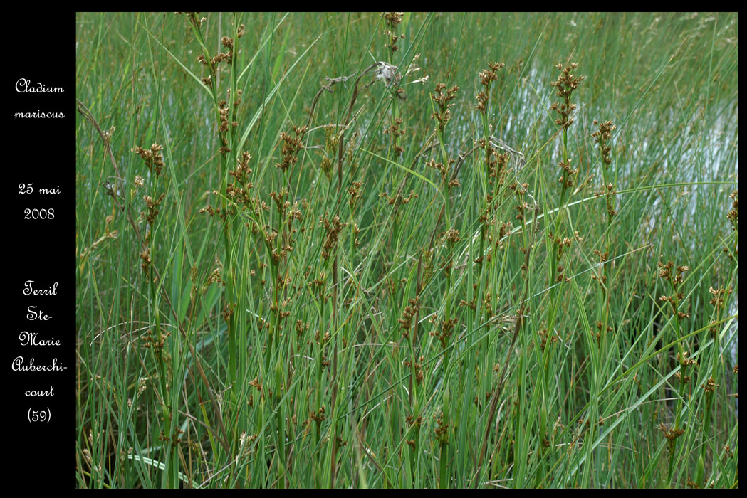 Cladium mariscus