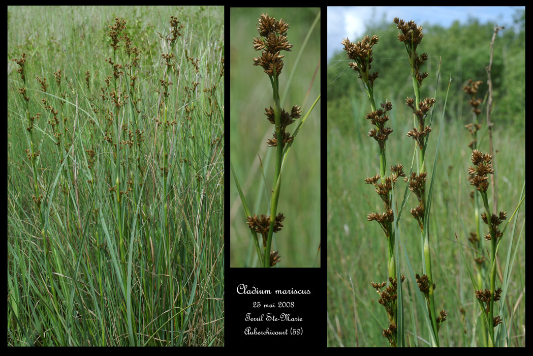 Cladium mariscus2