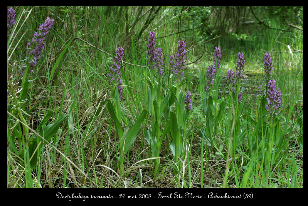 Dactylorhiza incarnata