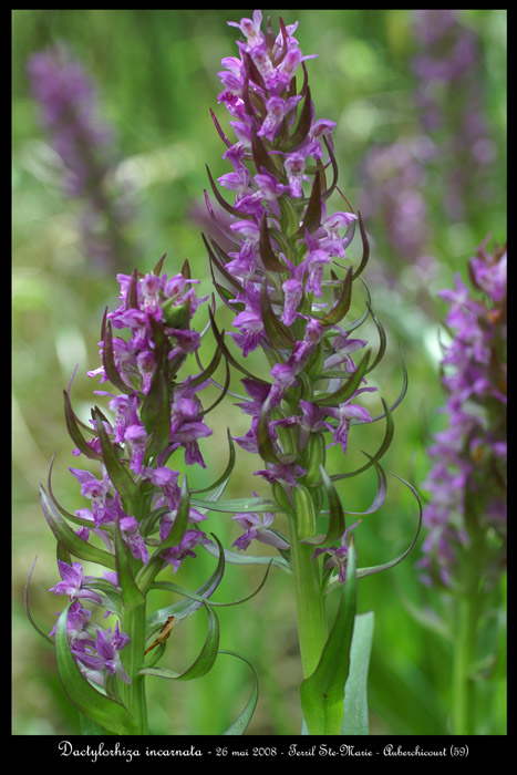 Dactylorhiza incarnata11