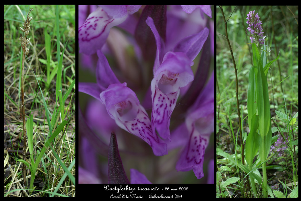 Dactylorhiza incarnata5