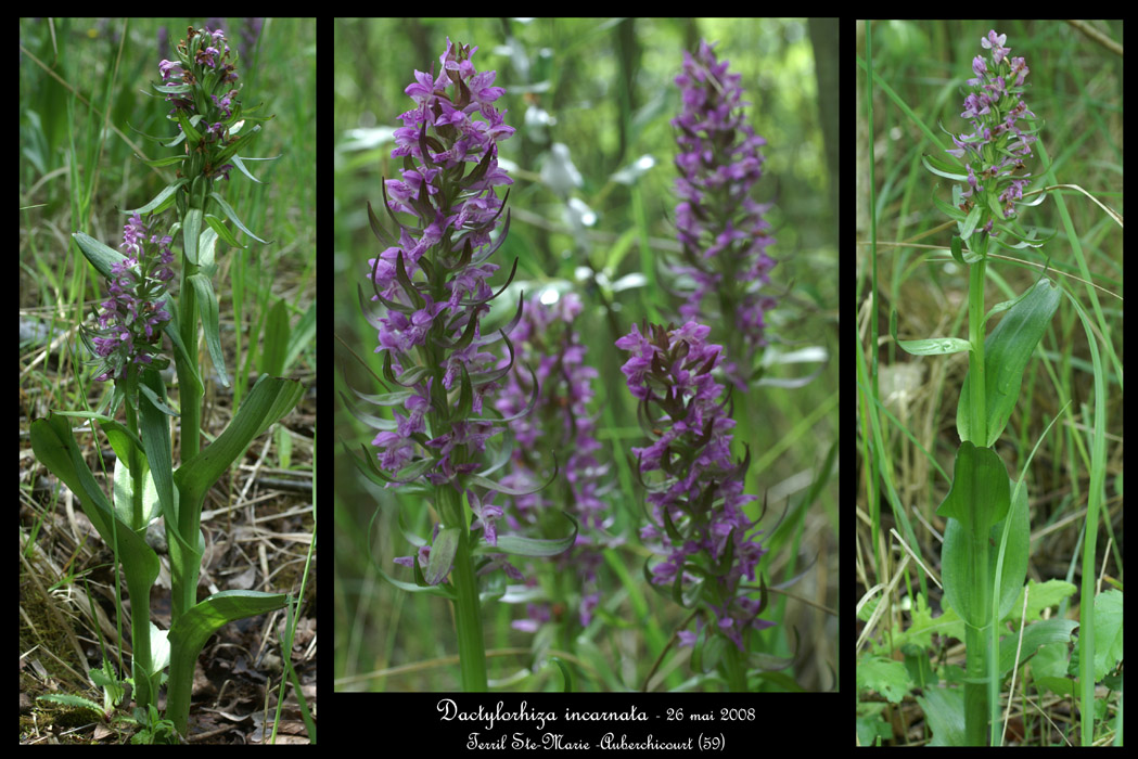 Dactylorhiza incarnata9