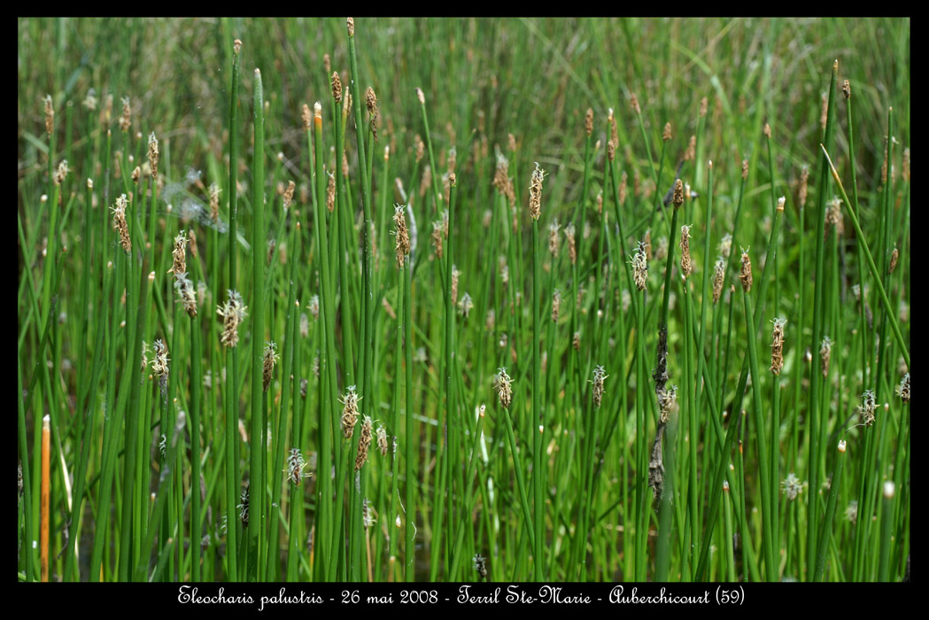 Eleocharis palustris