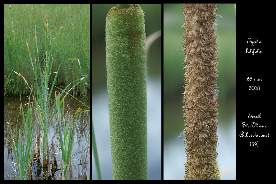 Typha latifolia