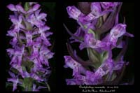 Dactylorhiza incarnata7