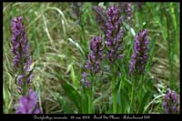 Dactylorhiza incarnata8