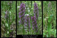 Dactylorhiza incarnata9