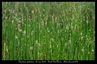 Eleocharis palustris