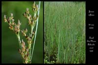 Juncus inflexus2