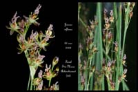 Juncus inflexus3