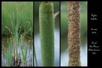 Typha latifolia