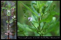 Veronica anagallis-aquatica