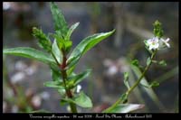 Veronica anagallis-aquatica2