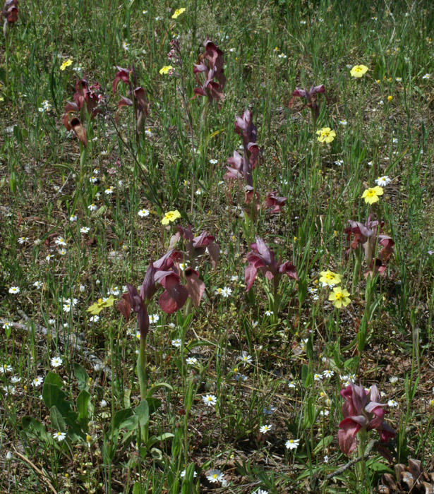 Serapias neglecta Rouquan 180407 (58)