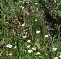 Serapias lingua Rouquan 180407