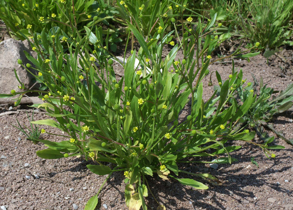 Ranunculus revelieri Rouquan 230407