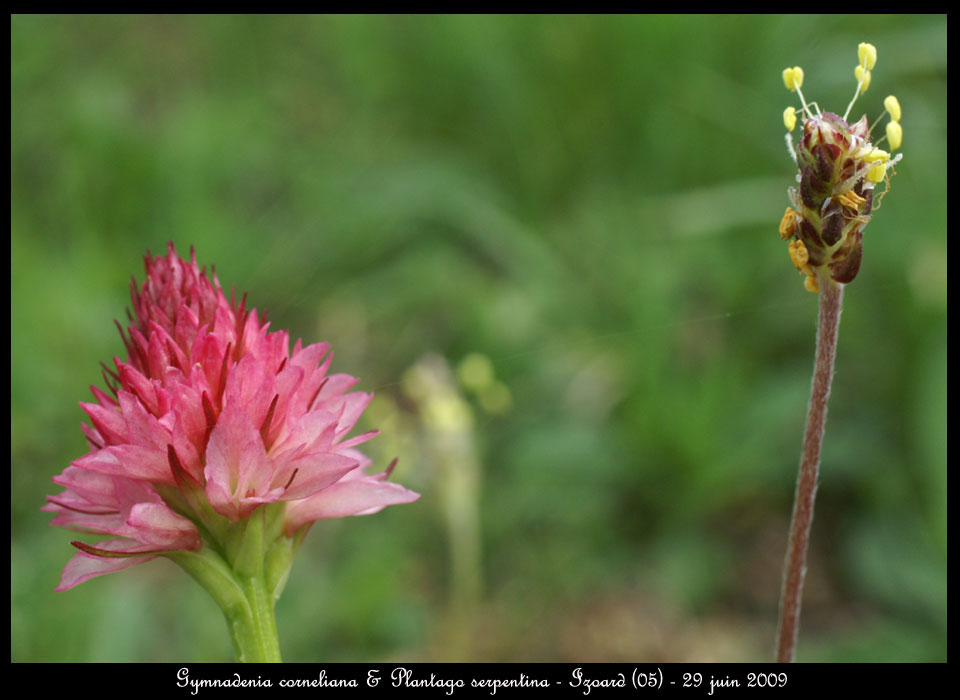 Gymnadenia-corneliana-&-Pla