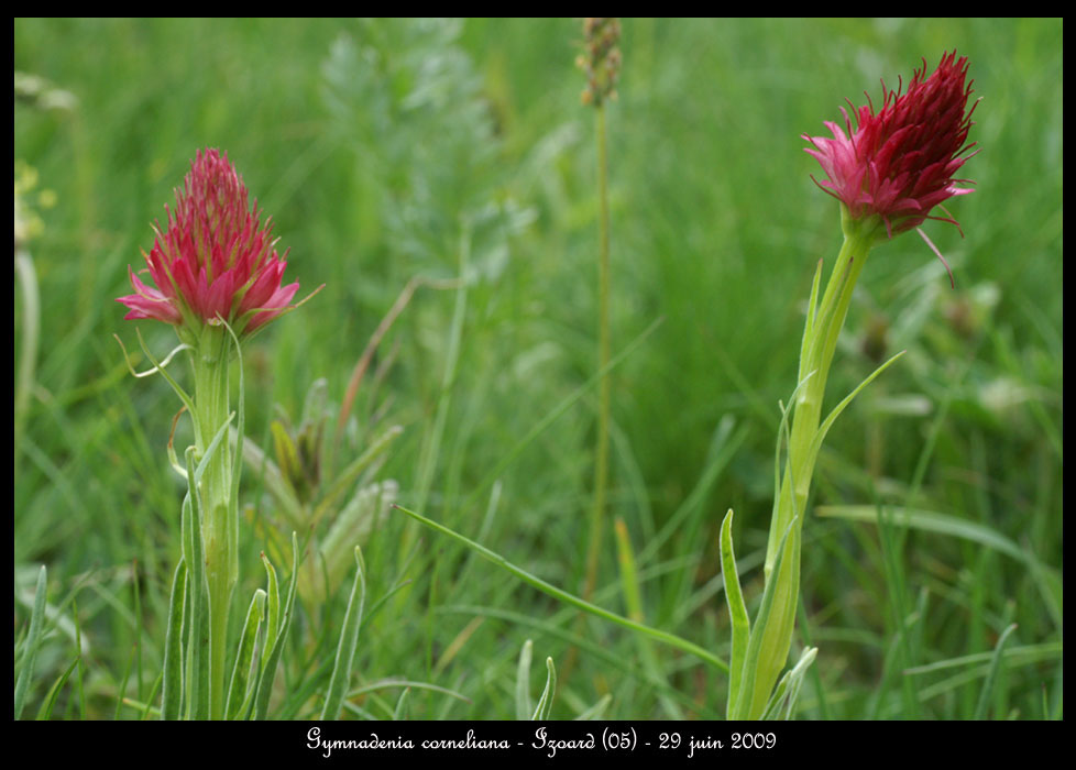 Gymnadenia-corneliana8