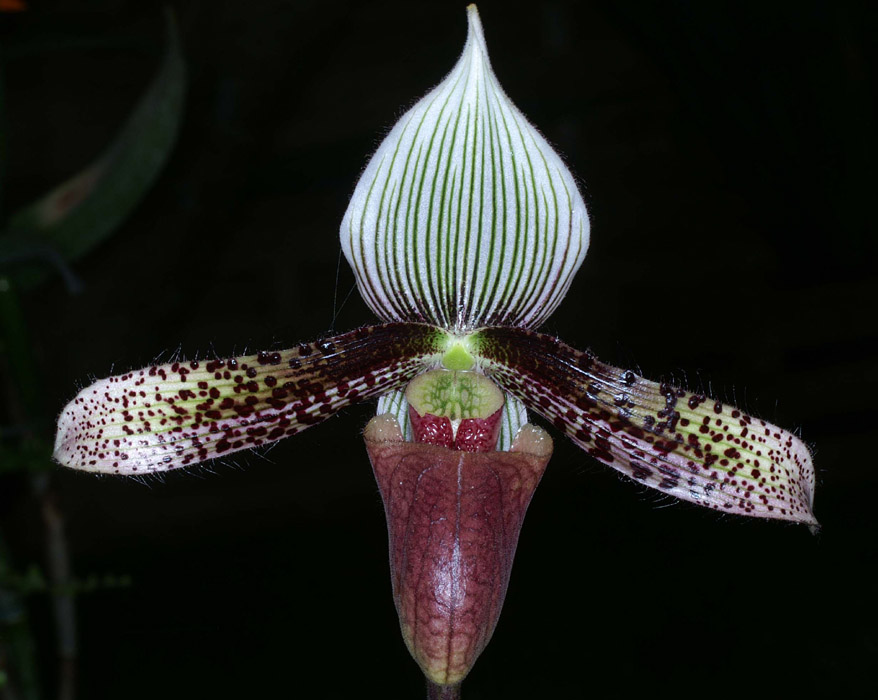 Paphiopedilum dayanum Merlimont 250308 (44)