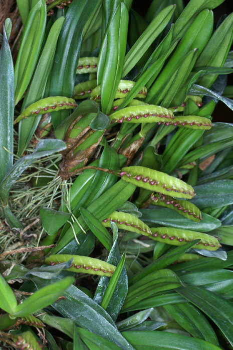 Bulbophyllum falcatum 090308 (346)