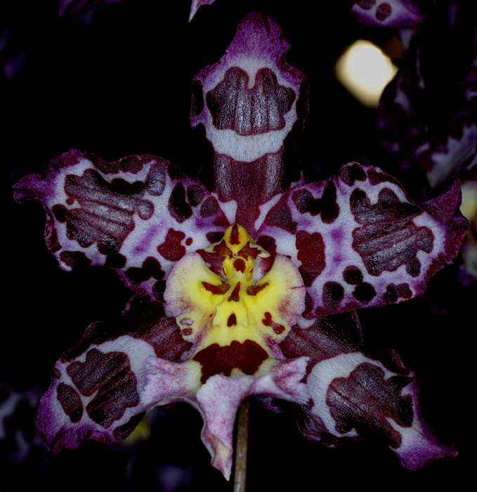 Odontoglossum hyb 100308 (107)