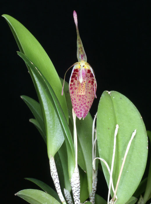 Restrepia Aristulifera